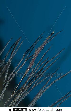Stock Photography - Needle shrimp (Tozeuma armatum) underwater. Fotosearch
