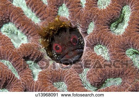 Neoclinus toshimaensis View Large Photo Image Stock Image - Neoclinus toshimaensis. Fotosearch