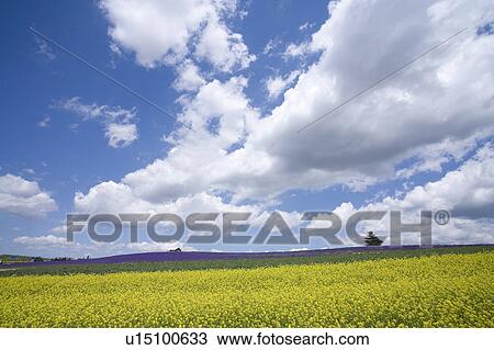 Stock Image - Oilseed Rape and lavender field, Hokkaido Prefecture, Japan. Fotosearch