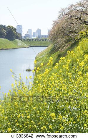 Stock Image - Oilseed rape and moat, Tokyo Prefecture, Honshu, Japan. Fotosearch