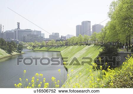Stock Image - Oilseed rape and moat, Tokyo Prefecture, Honshu, Japan. Fotosearch