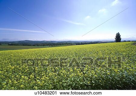 Stock Image - Oilseed Rape field, Hokkaido Prefecture, Japan. Fotosearch
