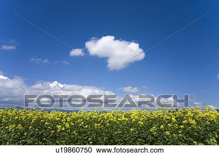 Stock Image - Oilseed Rape field, Hokkaido Prefecture, Japan. Fotosearch