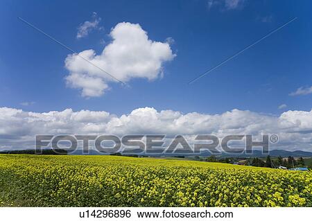 Stock Photograph - Oilseed Rape field, Hokkaido Prefecture, Japan. Fotosearch