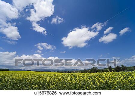 Oilseed Rape field, Hokkaido Prefecture, Japan View Large Photo Image Stock Photograph - Oilseed Rape field, Hokkaido Prefecture, Japan. Fotosearch