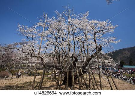 Picture - Old Cherry Blossom Tree. Fotosearch