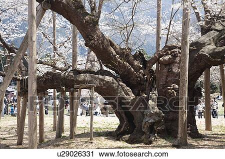 Stock Image - Old Cherry Blossom Tree. Fotosearch