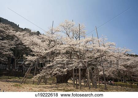 Stock Photo - Old Cherry Blossom Tree. Fotosearch