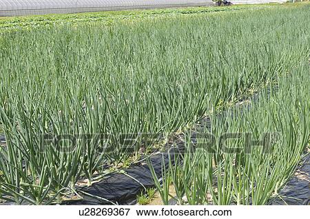 Stock Photo - Onion Farm, Hyogo Prefecture, Honshu, Japan. Fotosearch