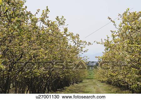Stock Image - Oyama blueberry farm, Totori Prefecture, Honshu, Japan. Fotosearch