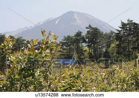 Stock Photo - Oyama blueberry farm, Totori Prefecture, Honshu, Japan. Fotosearch