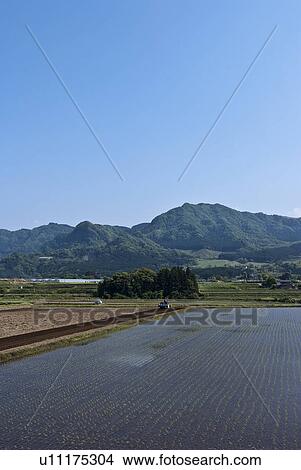 Paddy Field View Large Photo Image Picture - Paddy Field. Fotosearch