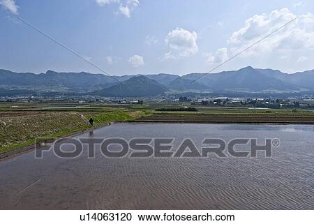 Paddy Field View Large Photo Image Stock Image - Paddy Field. Fotosearch