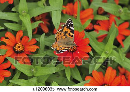 Stock Photography - Painted Lady Butterfly on flower, Chiba Prefecture, Honshu, Japan. Fotosearch