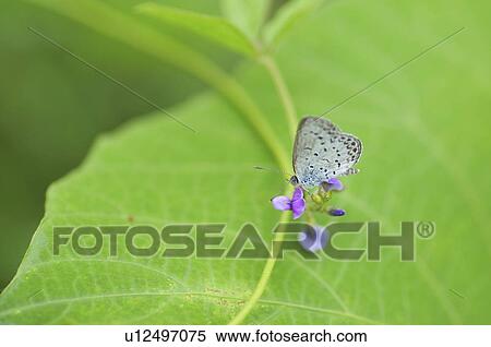 Pale grass blue (Pseudozizeeria maha) on flower, Chiba Prefecture, Honshu, Japan View Large Photo Image Stock Photography - Pale grass blue (Pseudozizeeria maha) on flower, Chiba Prefecture, Honshu, Japan. Fotosearch