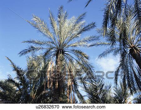 Stock Image - Palm trees, Tunisia. Fotosearch