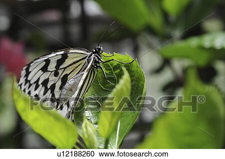 Stock Image - Paper Kite Butterflies (Idea leuconoe) on leaf, Hyogo Prefecture, Honshu, Japan. Fotosearch