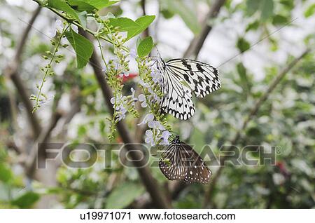 Paper Kite Butterflies (Idea leuconoe) on flowers, Hyogo Prefecture, Honshu, Japan View Large Photo Image Stock Image - Paper Kite Butterflies (Idea leuconoe) on flowers, Hyogo Prefecture, Honshu, Japan. Fotosearch