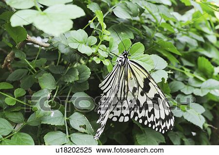 Stock Photography - Paper Kite Butterfly (Idea leuconoe) on vine, Hyogo Prefecture, Honshu, Japan. Fotosearch