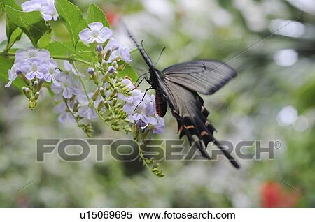 Stock Photography - Papilio protenor on flower, Hyogo Prefecture, Honshu, Japan. Fotosearch
