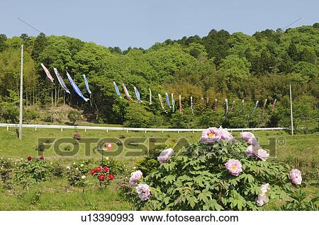 Peonies and carp streamers, Hyogo Prefecture, Honshu, Japan View Large Photo Image Stock Image - Peonies and carp streamers, Hyogo Prefecture, Honshu, Japan. Fotosearch