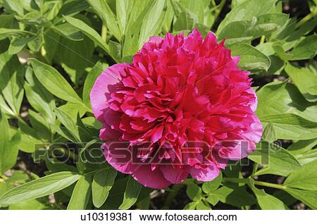 Stock Image - Peony, Hyogo Prefecture, Honshu, Japan. Fotosearch