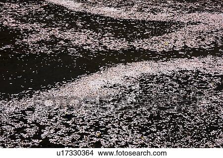 Picture - Petals of Cherry Blossom Floating on Water Surface. Fotosearch