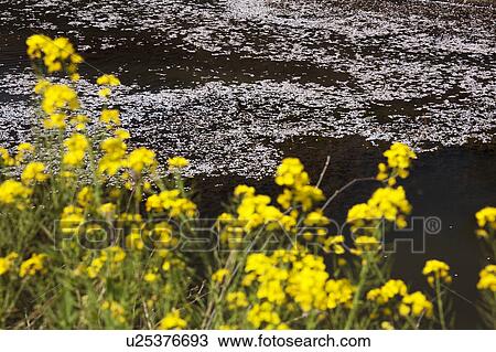 Petals of Cherry Blossom Floating on Water Surface View Large Photo Image Stock Image - Petals of Cherry Blossom Floating on Water Surface. Fotosearch