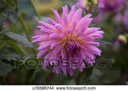 Pink Dahlia Flower View Large Photo Image Picture - Pink Dahlia Flower. Fotosearch