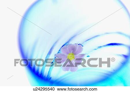 Pink flower head floating in a glass of water View Large Photo Image Stock Image - Pink flower head floating in a glass of water. Fotosearch