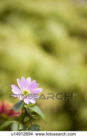 Picture - Pink flower. Fotosearch