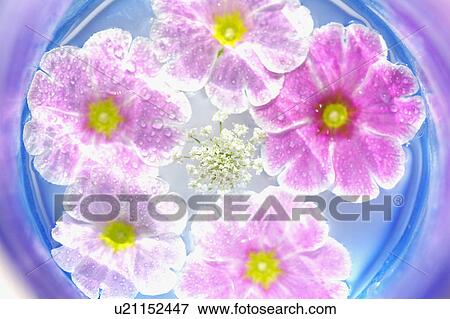 Stock Photo - Pink flowers and Gypsophila in water. Fotosearch