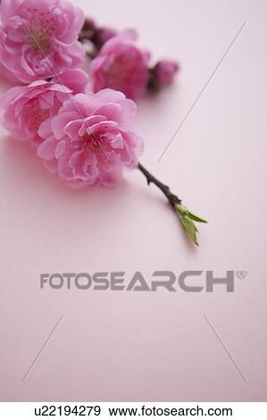 Stock Photo - Pink Peach Blossoms. Fotosearch