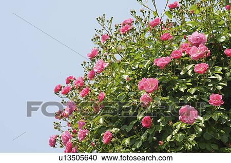 Pink roses, Hyogo Prefecture, Honshu, Japan View Large Photo Image Stock Image - Pink roses, Hyogo Prefecture, Honshu, Japan. Fotosearch