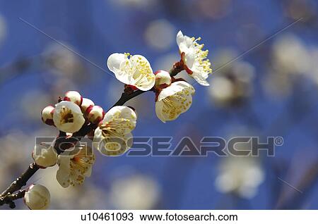 Stock Image - Plum Blossoms. Fotosearch