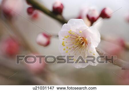 Plum Blossoms View Large Photo Image Stock Photo - Plum Blossoms. Fotosearch