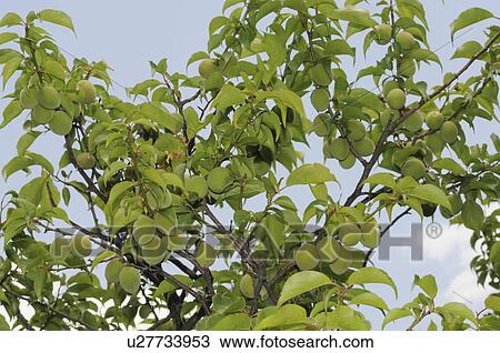 Stock Image - Plums on tree, Wakayama Prefecture, Honshu, Japan. Fotosearch