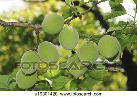 Plums on tree, Wakayama Prefecture, Honshu, Japan View Large Photo Image Stock Photo - Plums on tree, Wakayama Prefecture, Honshu, Japan. Fotosearch