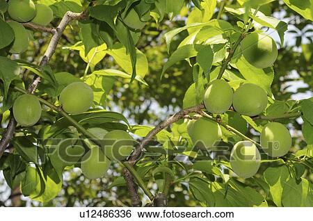 Stock Photograph - Plums on tree, Wakayama Prefecture, Honshu, Japan. Fotosearch