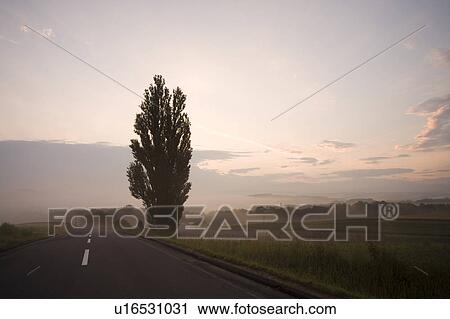 Poplar Tree by the road at dawn, Hokkaido Prefecture, Japan View Large Photo Image Stock Image - Poplar Tree by the road at dawn, Hokkaido Prefecture, Japan. Fotosearch