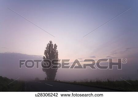 Stock Image - Poplar Tree by the road at dawn, Hokkaido Prefecture, Japan. Fotosearch