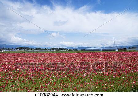 Picture - Poppy Flower Field . Fotosearch