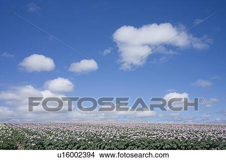 Picture - Potato farm, Hokkaido Prefecture, Japan. Fotosearch