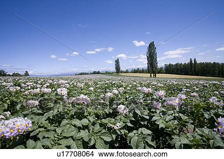 Picture - Potato farm, Hokkaido Prefecture, Japan. Fotosearch