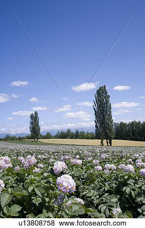 Potato farm, Hokkaido Prefecture, Japan View Large Photo Image Stock Photo - Potato farm, Hokkaido Prefecture, Japan. Fotosearch