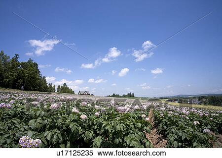 Stock Photography - Potato farm, Hokkaido Prefecture, Japan. Fotosearch