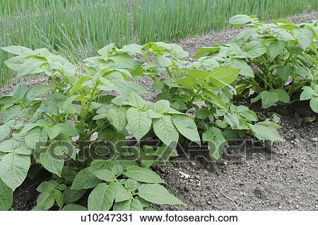 Stock Image - Potato farm, Hyogo Prefecture, Honshu, Japan. Fotosearch