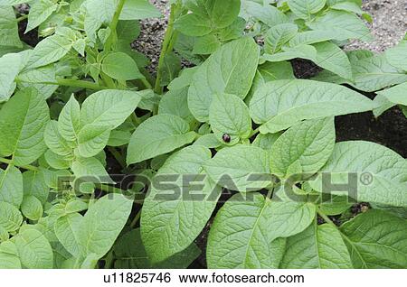 Stock Photograph - Potato farm, Hyogo Prefecture, Honshu, Japan. Fotosearch