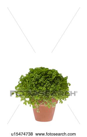 Stock Photo - Potted plant. Fotosearch