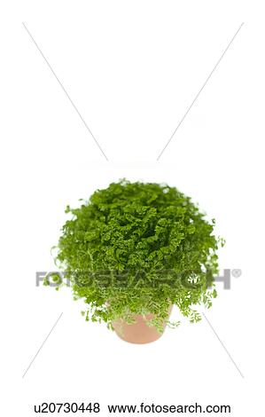 Stock Photo - Potted plant. Fotosearch